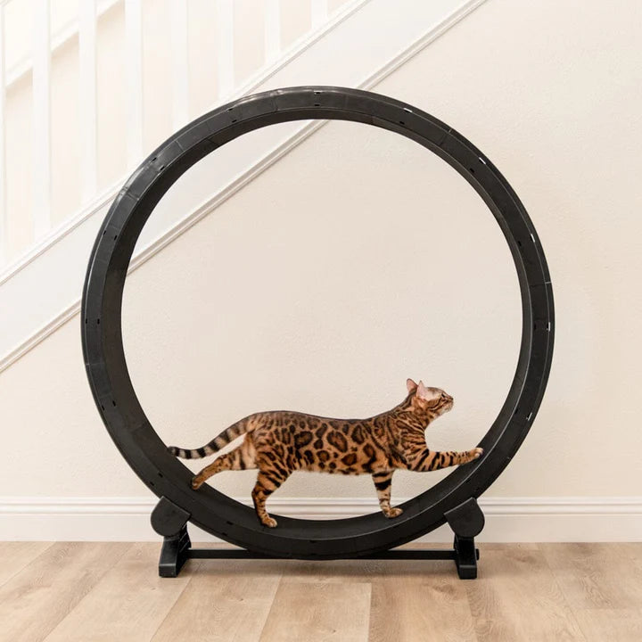 Multifunctional Cats Exercise Wheel Board Comfort Bed for Big Quiet Treadmill for Indoor Boredom Pet Running Wheel