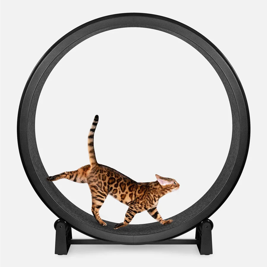 Multifunctional Cats Exercise Wheel Board Comfort Bed for Big Quiet Treadmill for Indoor Boredom Pet Running Wheel